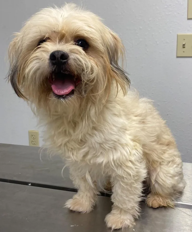 An adult small-sized male Shih Tzu dog named Ricky for adoption in Lockhart, TX