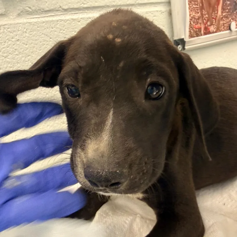 A baby small-sized female Black Mixed Breed dog named Captain for adoption in Chattanooga, TN