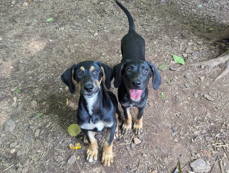 A young large-sized female Hound dog named Sally for adoption in Mc Cormick, SC