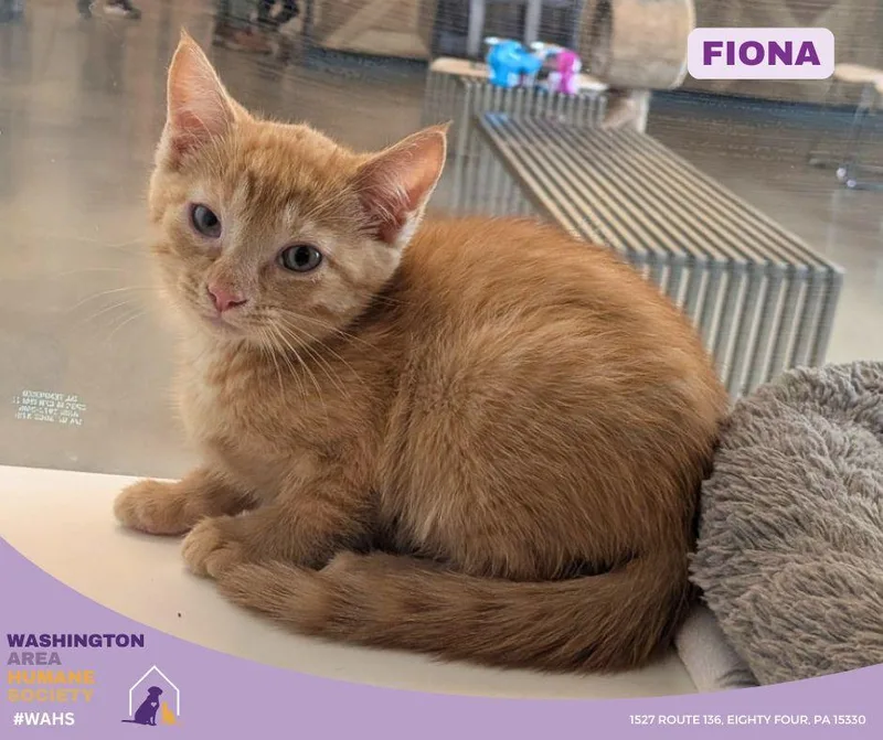 A baby small-sized female Tabby (Orange / Red) Domestic Short Hair cat named Fiona for adoption in Eighty Four, PA