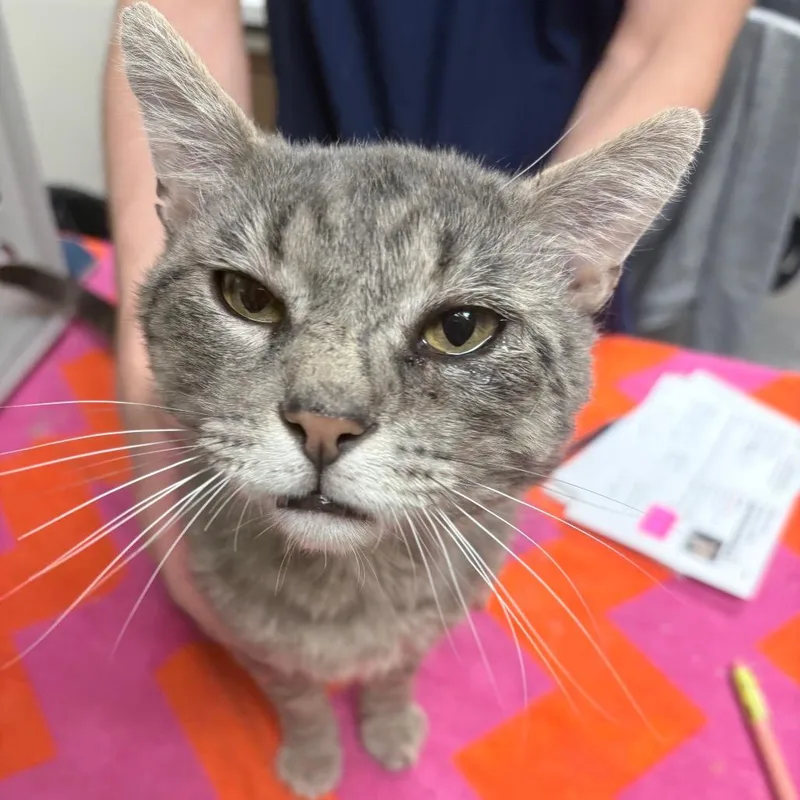 A senior medium-sized male Gray / Blue / Silver Domestic Short Hair cat named Plum for adoption in Reno, NV