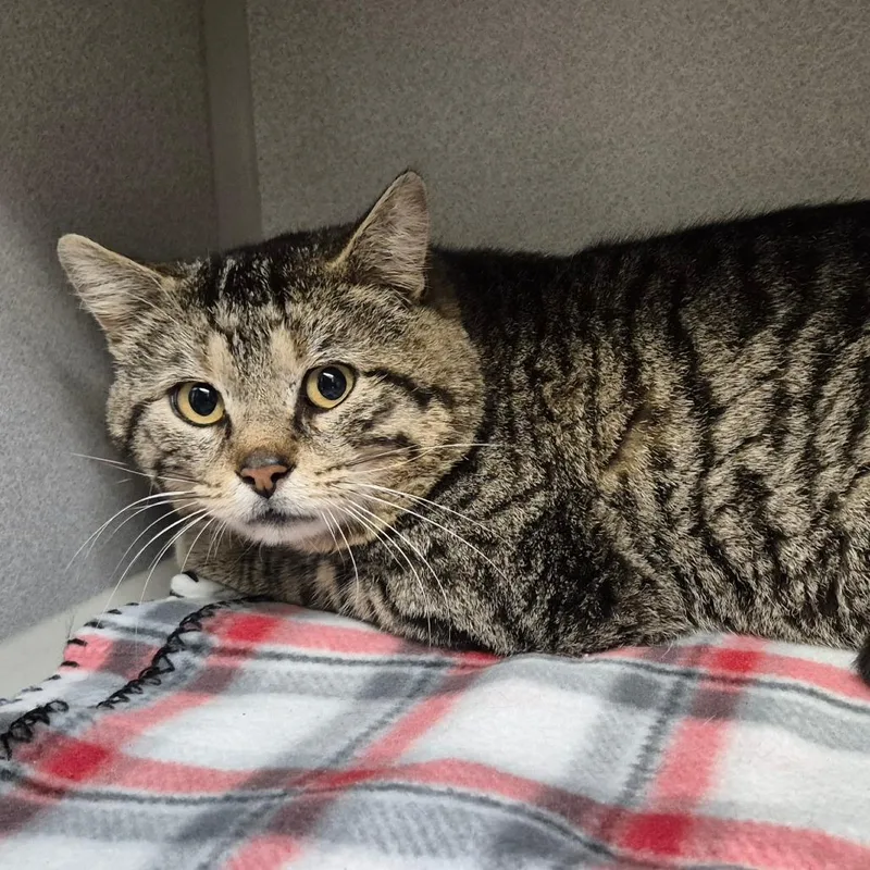 An adult small-sized male Brown / Chocolate Domestic Short Hair cat named Bobby for adoption in Milford, IA