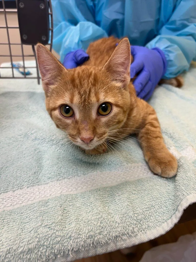 A baby small-sized female Tabby (Orange / Red) Domestic Short Hair cat named Lani for adoption in Raleigh, NC