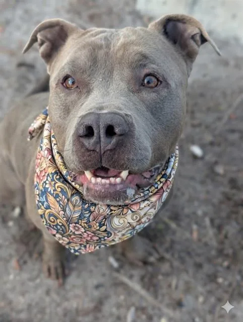 A young large-sized male Mixed Breed dog named Firu for adoption in Jacksonville, FL