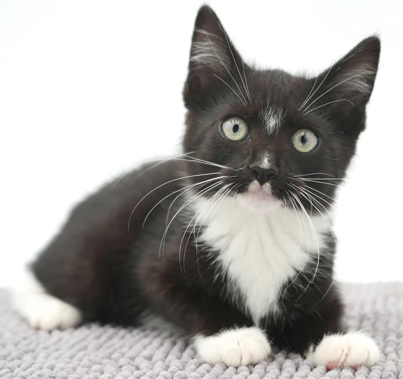 A baby small-sized male Black & White / Tuxedo Tuxedo cat named Scalliwag is the happiness for adoption in Bedford Hills, NY