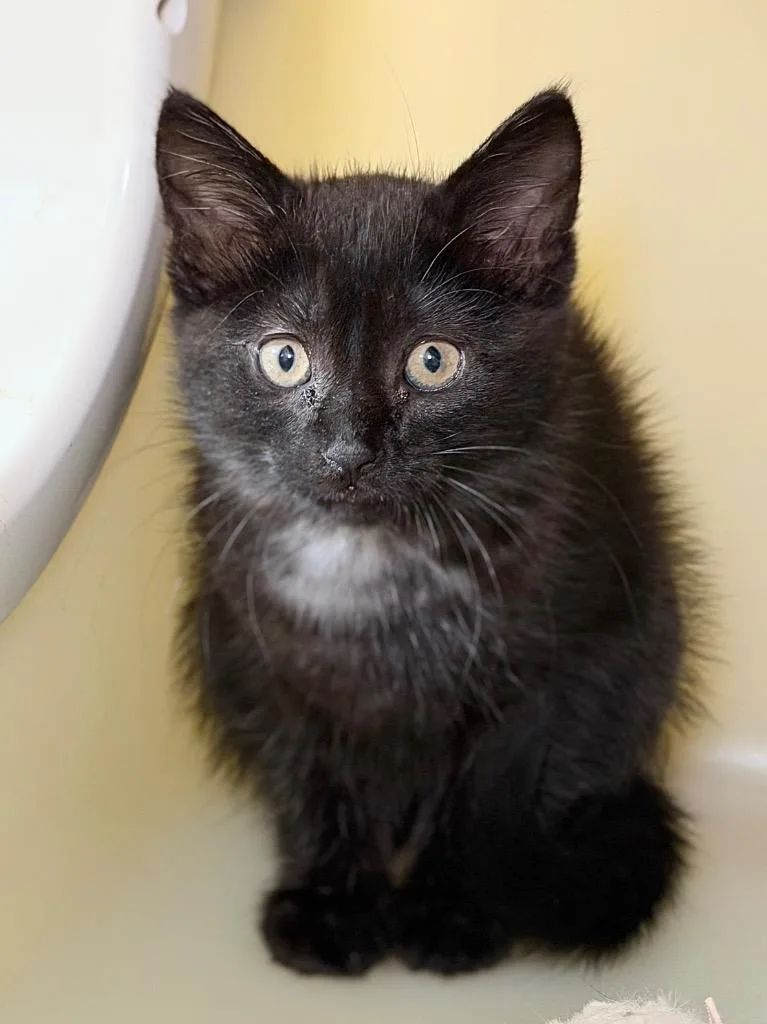 A baby medium-sized female Domestic Short Hair cat named Sharpay for adoption in Menomonie, WI