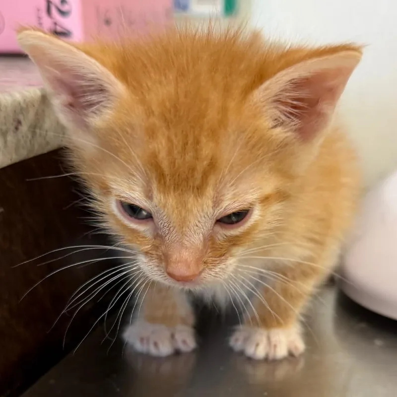 A baby small-sized male Orange / Red Domestic Short Hair cat named Tank for adoption in Floresville, TX