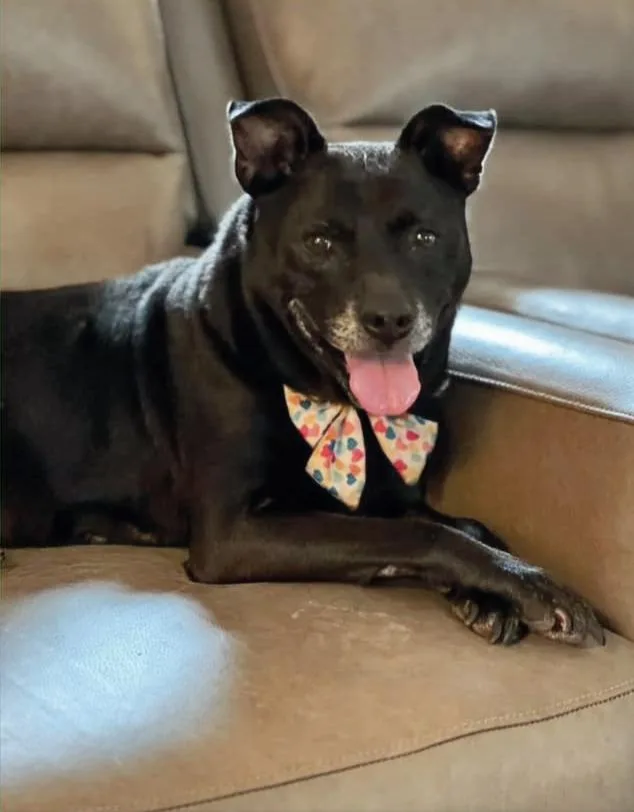 A senior medium-sized female Labrador Retriever dog named Shelby for adoption in Hartsville, SC