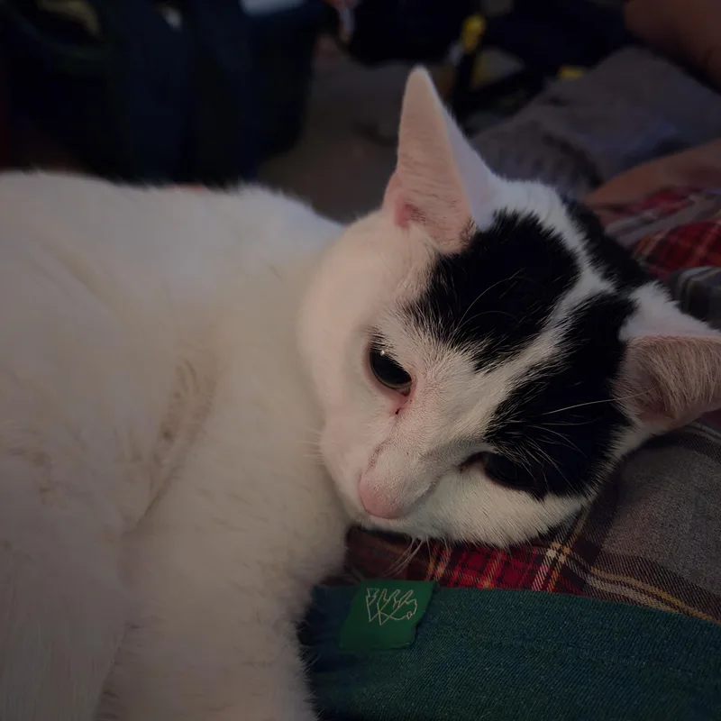 Muffin thumbnail 2