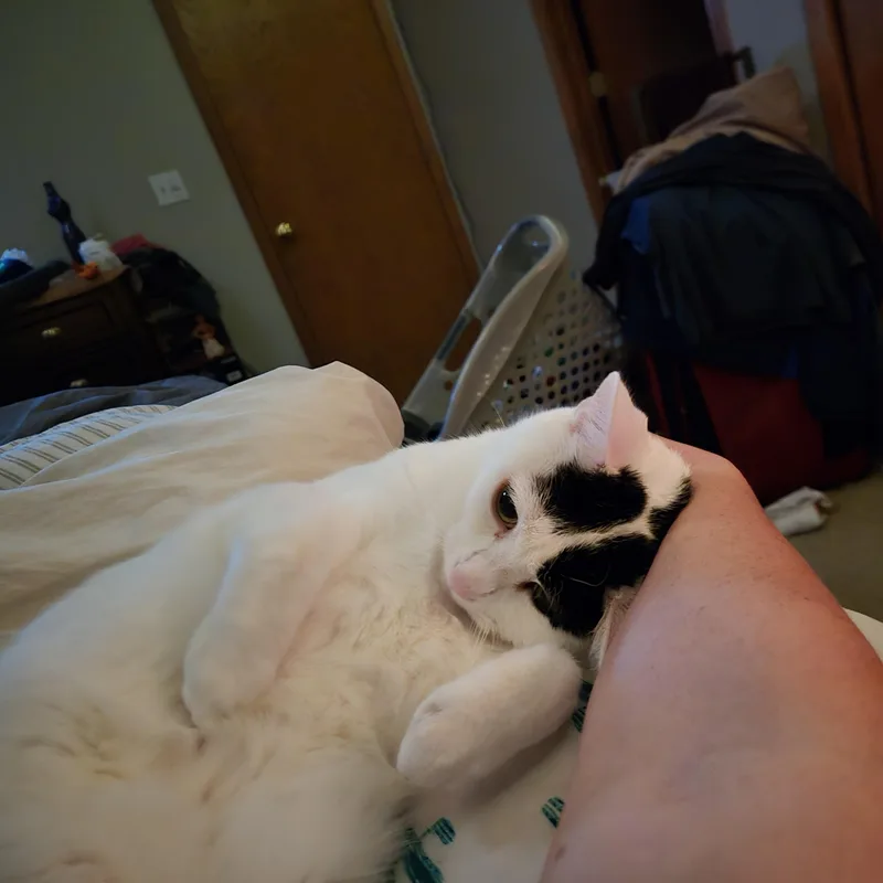 Muffin thumbnail 3