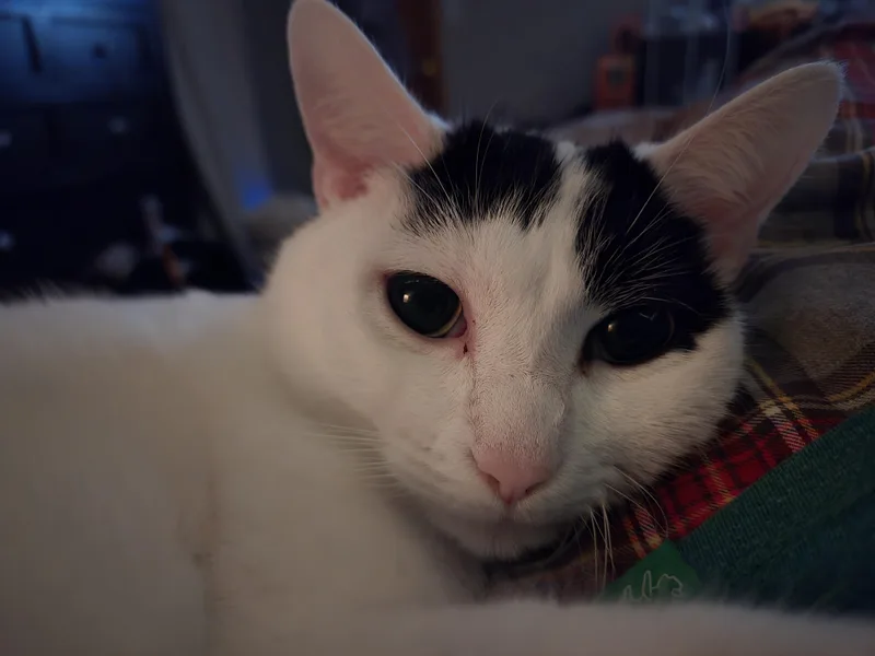 Muffin thumbnail 4