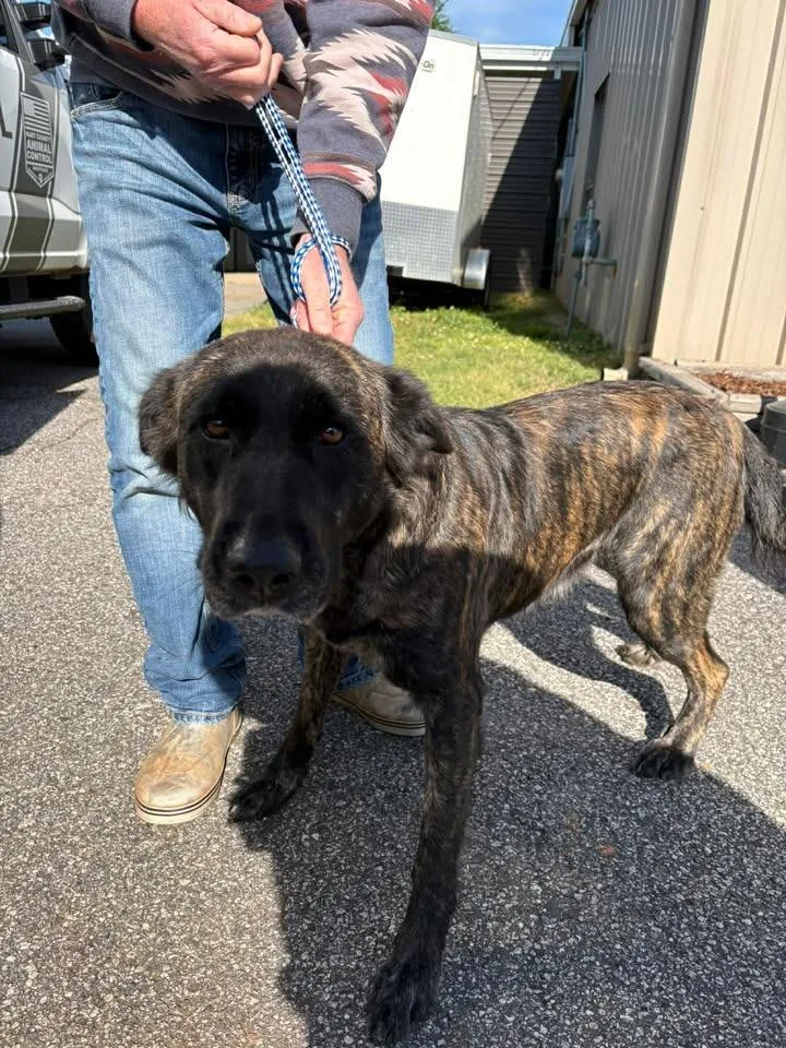 A young large-sized female Shepherd dog named Nymeria for adoption in Lavonia, GA