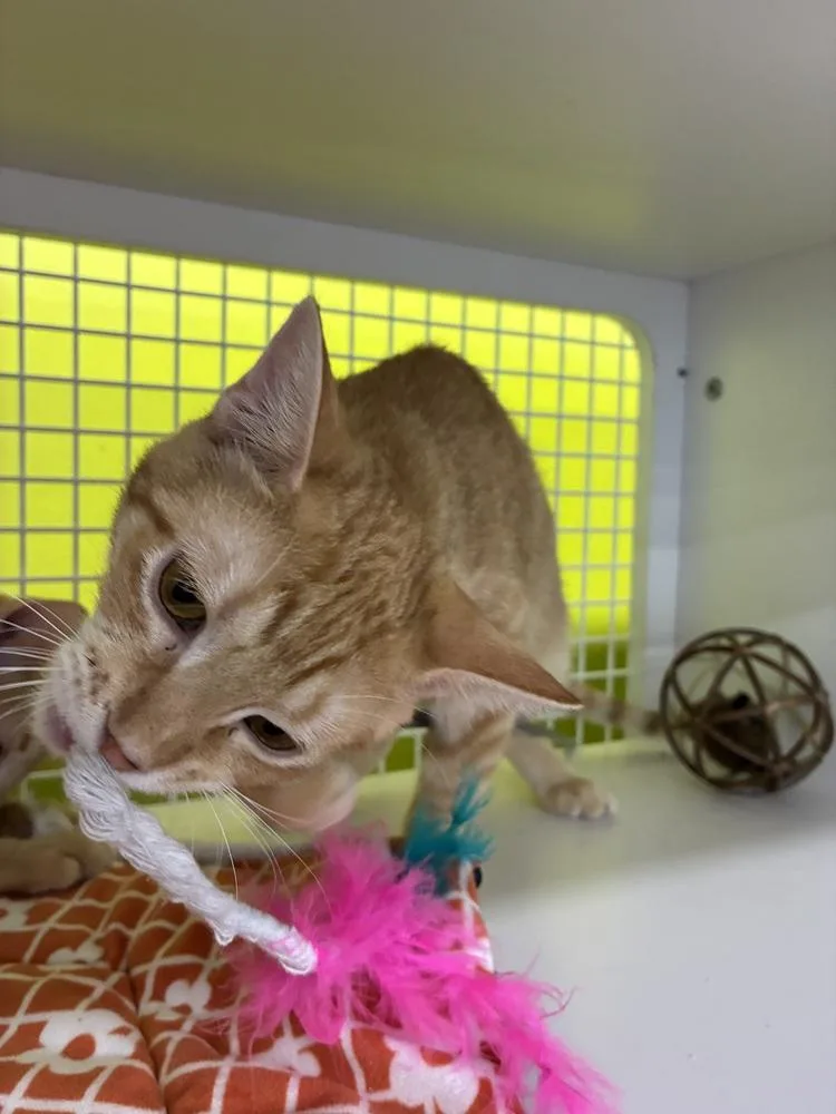 A baby small-sized male Domestic Short Hair cat named Bevo for adoption in Dallas, TX