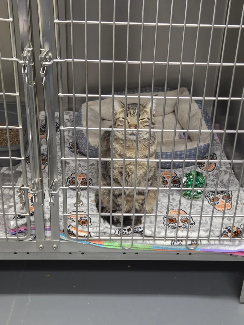 An adult large-sized male Domestic Short Hair cat named Big Mac for adoption in East Providence, RI