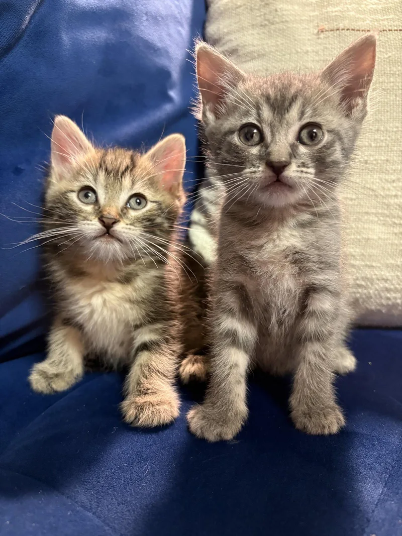 A baby medium-sized male Domestic Short Hair cat named Cinnamon and Swirl for adoption in Brooklyn, NY