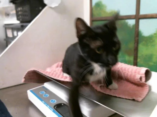 A young medium-sized female Domestic Short Hair cat named A for adoption in Houston, TX