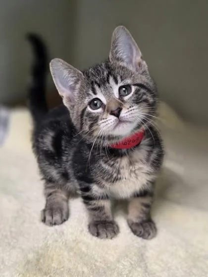 A baby small-sized female Domestic Short Hair cat named Maxine for adoption in Westland, MI