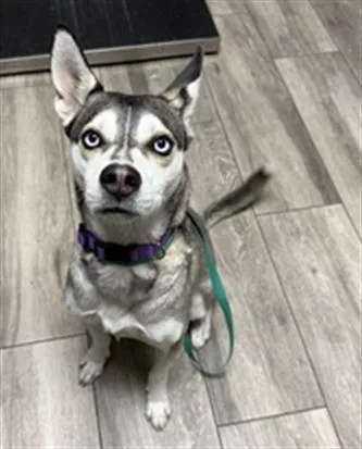 An adult medium-sized male Siberian Husky dog named Sly for adoption in Redlands, CA