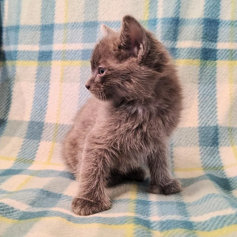 Hemingway Grey