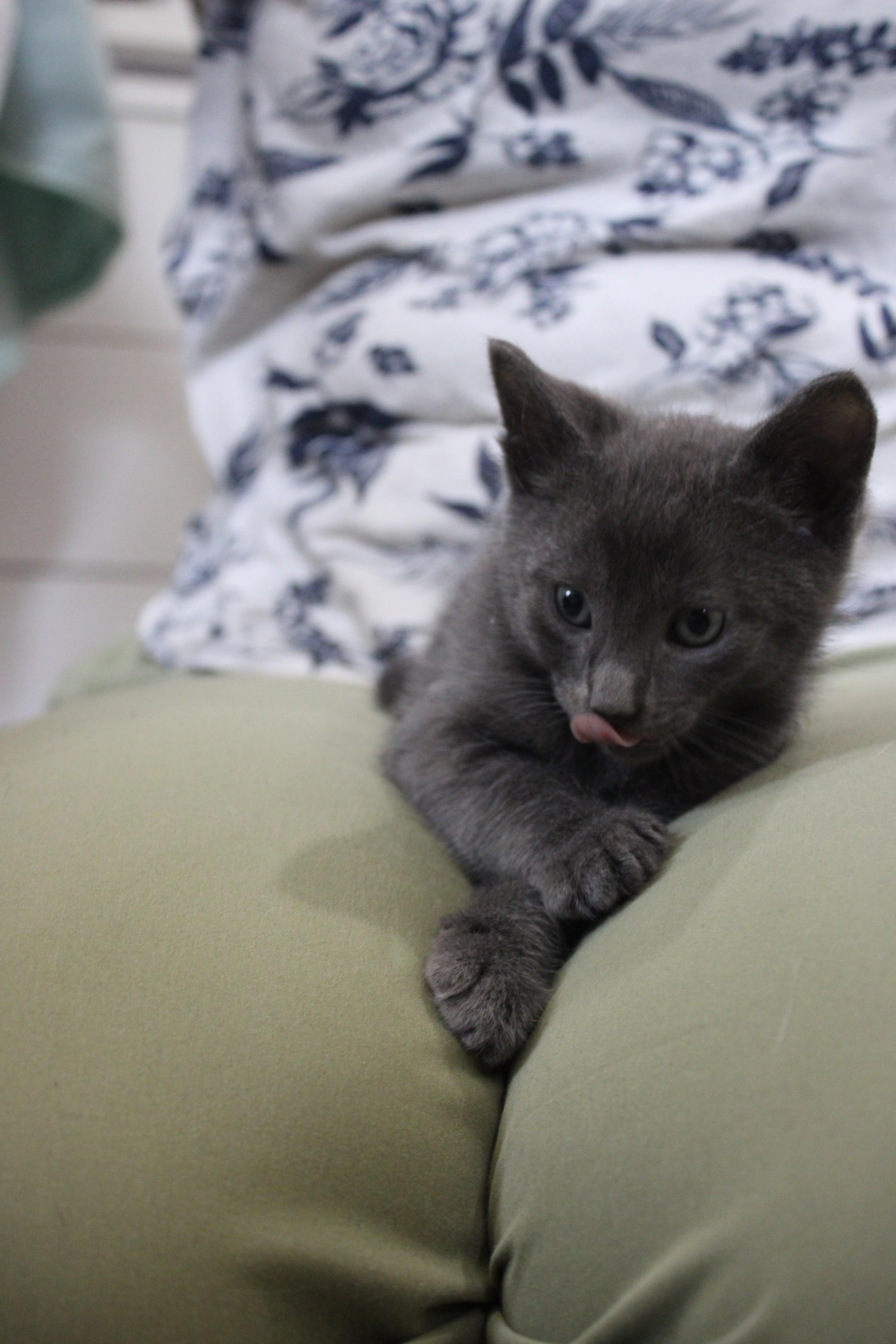 Sheldon Has A Kink thumbnail 3