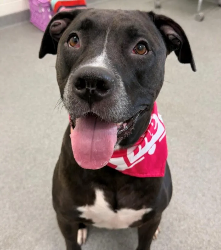 An adult large-sized female Pit Bull Terrier dog named Tara for adoption in Toledo, OH