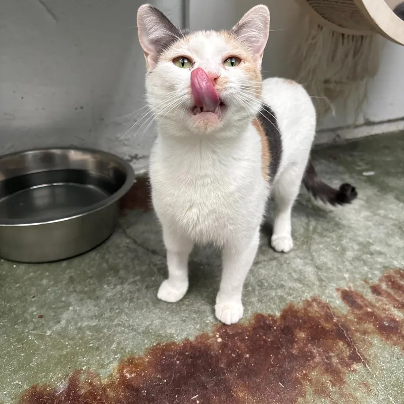 A young small-sized female Domestic Short Hair cat named Hilda for adoption in Los Angeles, CA