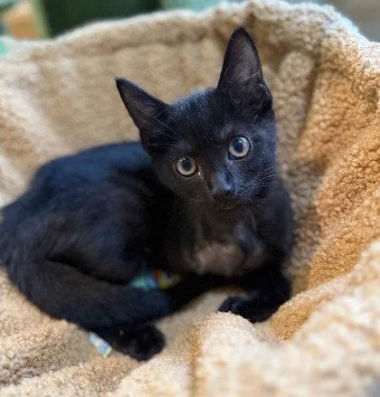 A young small-sized female Black Domestic Short Hair cat named Cotinga for adoption in Midland, VA