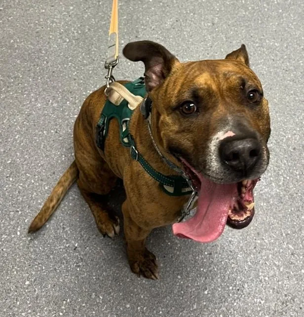An adult large-sized male Boxer dog named Baxter for adoption in Greenfield, IN