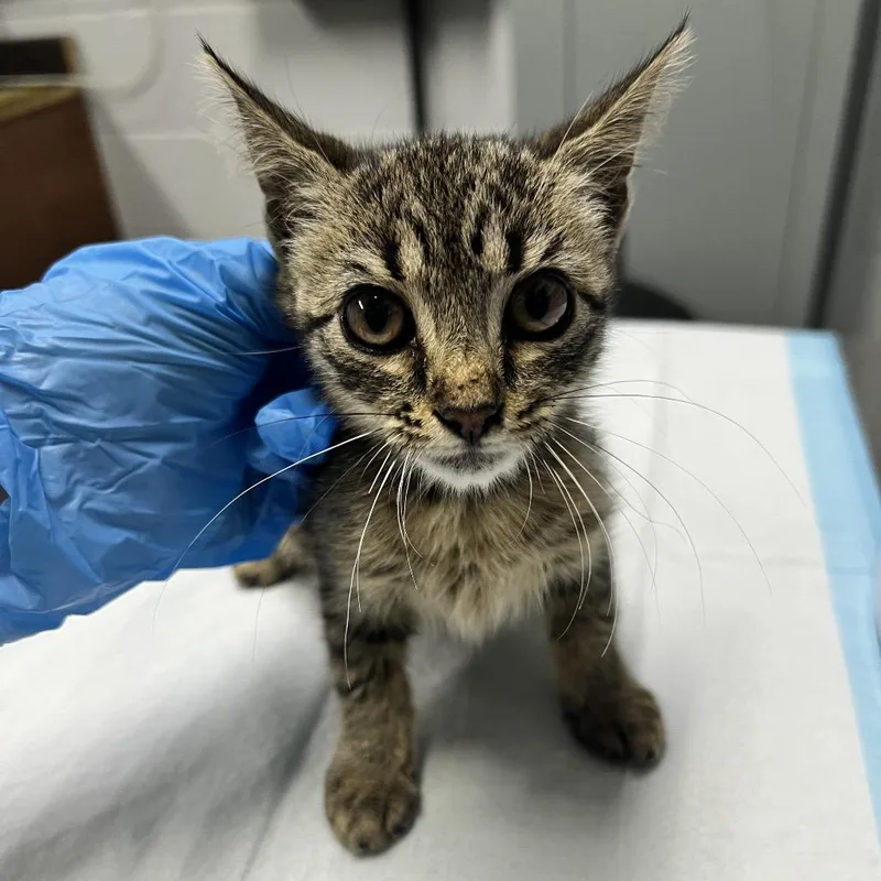 A baby small-sized female Brown / Chocolate Domestic Short Hair cat named Morocco for adoption in Summerville, SC
