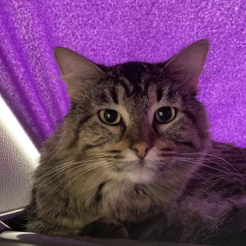 An adult medium-sized male Brown / Chocolate Domestic Medium Hair cat named Sawyer for adoption in Oshkosh, WI