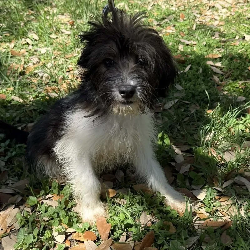 A baby small-sized male Black West Highland White Terrier / Westie dog named Clover Ka for adoption in Austin, TX
