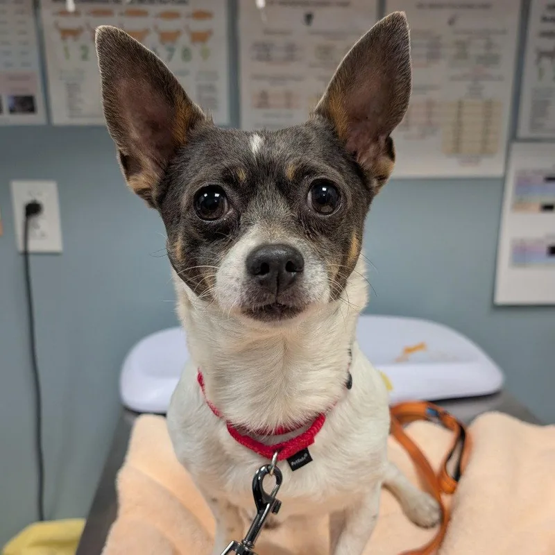 An adult small-sized male Chihuahua dog named Franklin for adoption in New Castle, DE