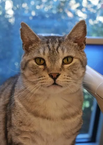 Mcgonagall thumbnail 2