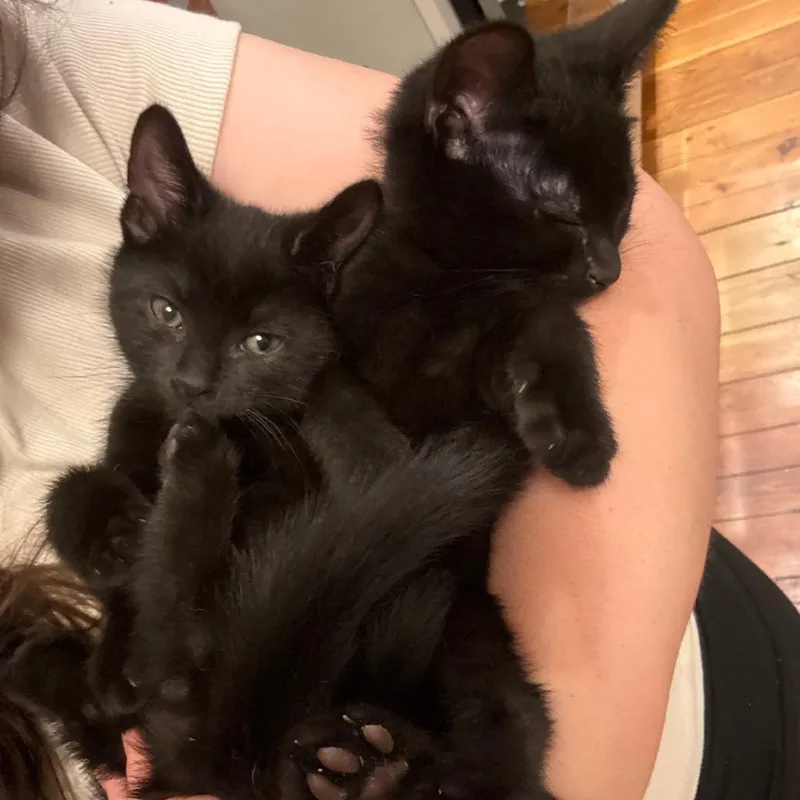 A baby small-sized male Black Domestic Short Hair cat named Max for adoption in Harrisonburg, VA