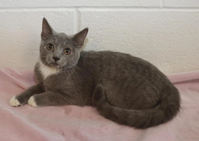 A baby medium-sized female Gray & White Domestic Short Hair cat named Opal for adoption in Euclid, OH