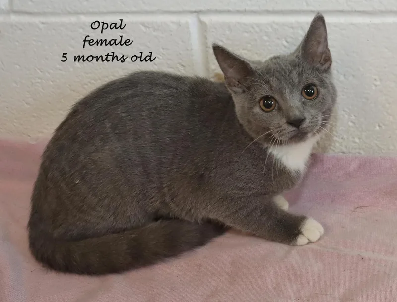Opal thumbnail 2