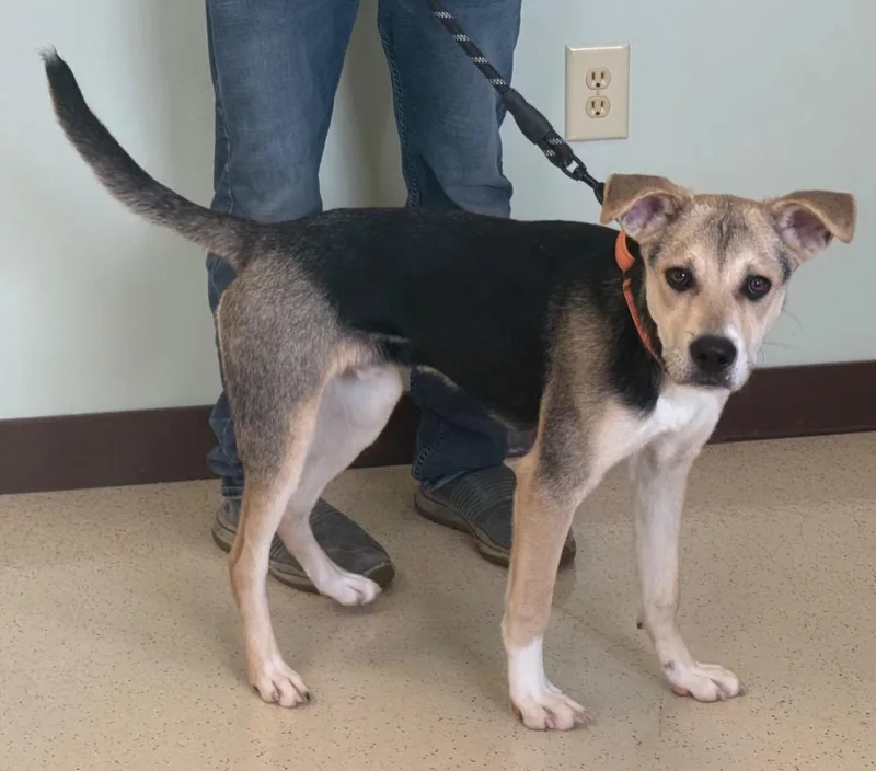 A young medium-sized male Black Shepherd dog named Kermie for adoption in Amery, WI
