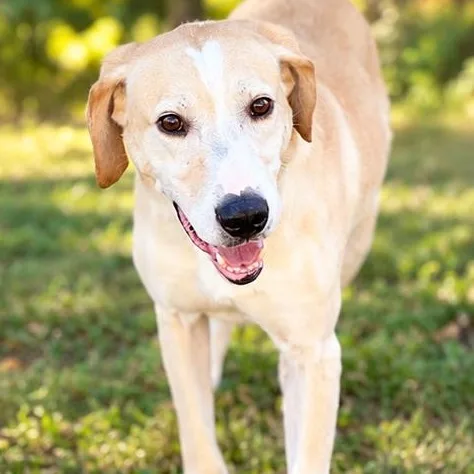 An adult medium-sized male Apricot / Beige Yellow Labrador Retriever dog named Bugg for adoption in Lucedale, MS