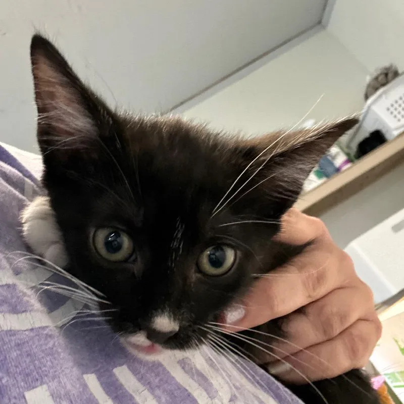 A baby small-sized male Black Domestic Short Hair cat named Pip for adoption in Hattiesburg, MS