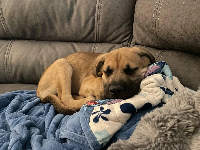 A young medium-sized male Mixed Breed dog named Bently for adoption in Orlando, FL
