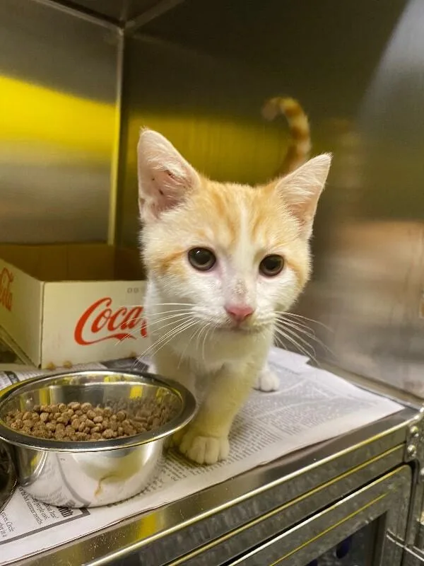 A young medium-sized male Tabby (Orange / Red) Domestic Short Hair cat named Groot for adoption in Jackson, TN