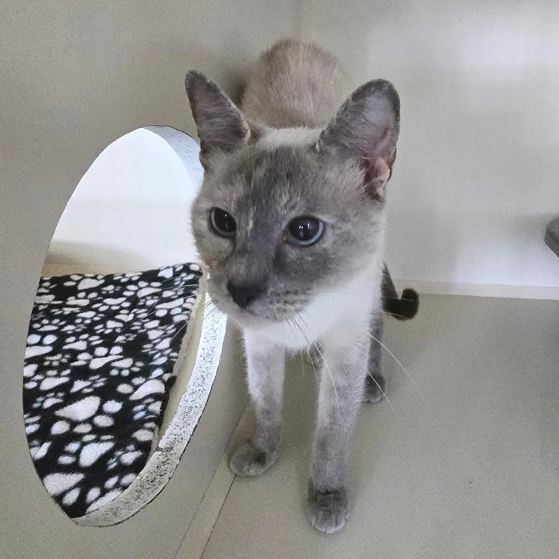 A young medium-sized female Lilac Point Domestic Short Hair cat named Sparda Roswell for adoption in Denver, CO