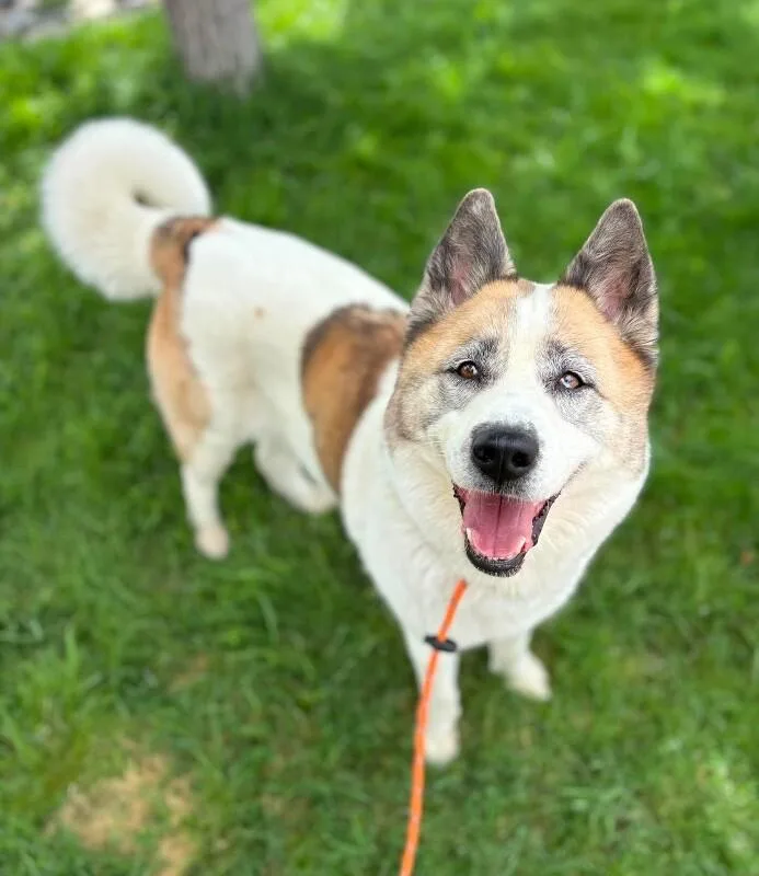 An adult large-sized female White / Cream Akita dog named Ruby for adoption in Fruit Heights, UT