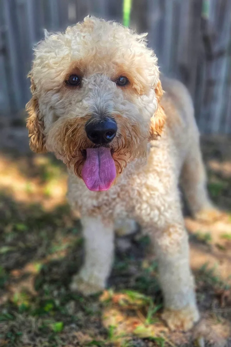 A young medium-sized male Goldendoodle dog named Ramen for adoption in University Place, WA