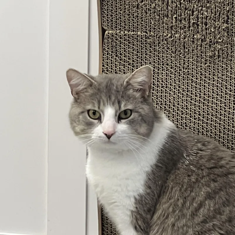 An adult large-sized male Gray & White Domestic Short Hair cat named Pig for adoption in Hudsonville, MI