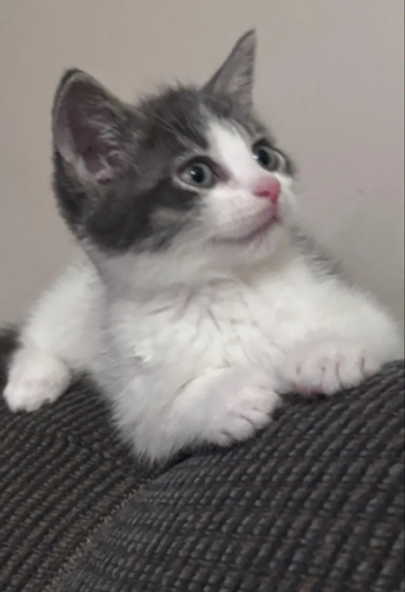 A young medium-sized male Domestic Long Hair cat named Nash for adoption in North Babylon, NY