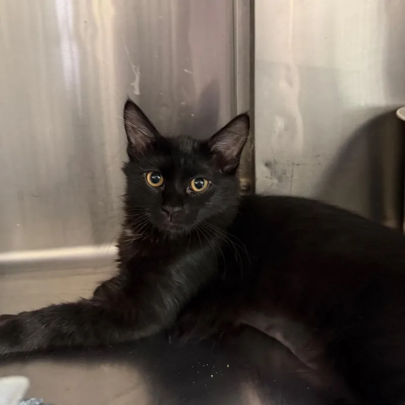 A baby small-sized female Black Domestic Short Hair cat named Guacamole for adoption in Las Vegas, NV