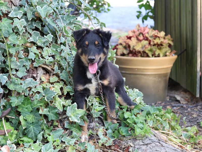 A baby medium-sized male Shetland Sheepdog / Sheltie dog named Dillon for adoption in Humboldt, TN