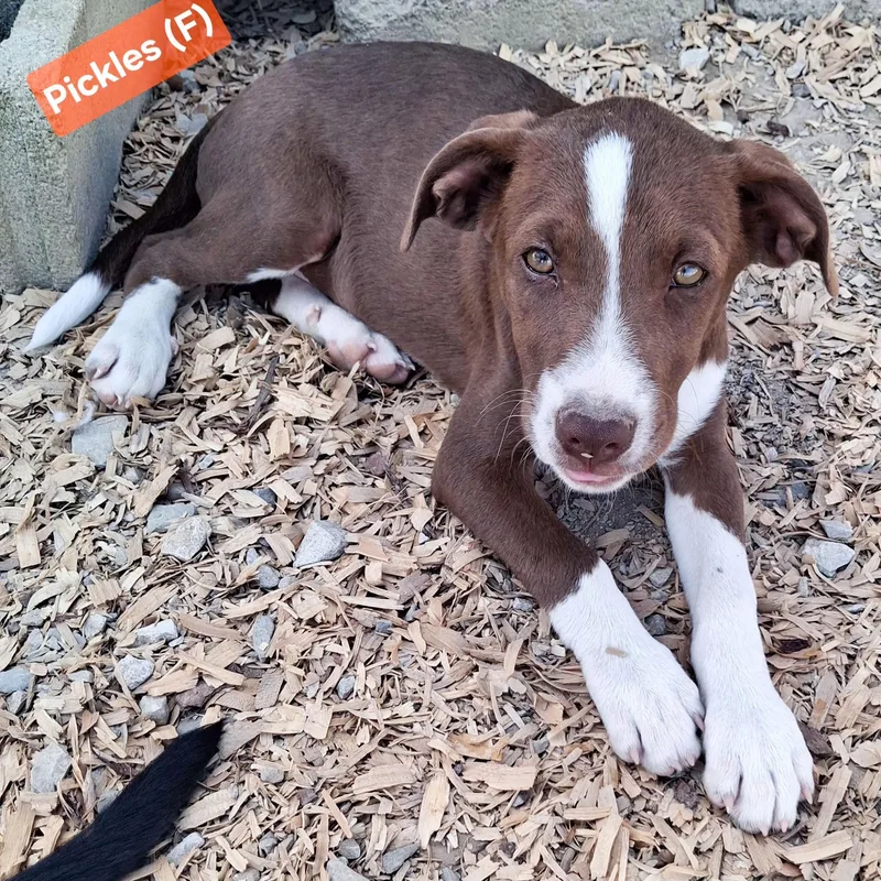 A baby medium-sized female Terrier dog named Pickles for adoption in Albany, NY