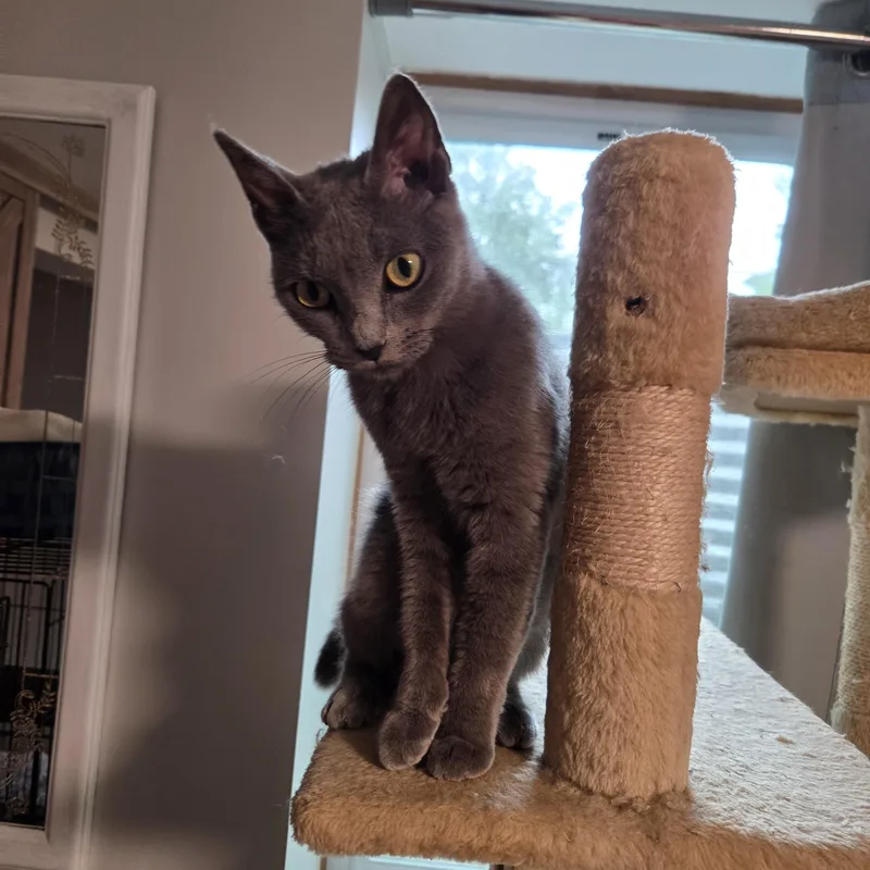 A young medium-sized female Gray / Blue / Silver Domestic Short Hair cat named Indigo for adoption in Minneapolis, MN